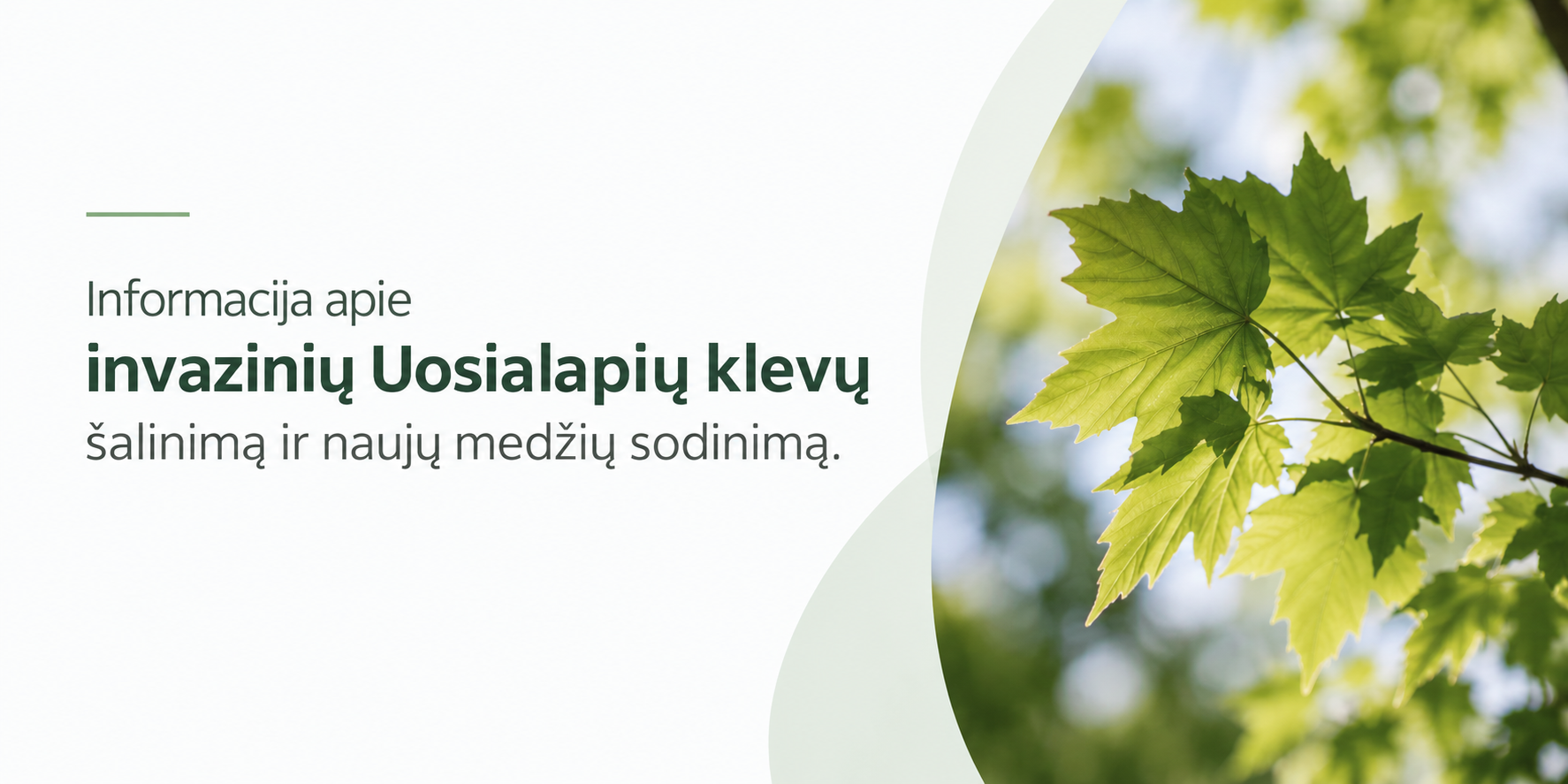 Informacija apie invazinių Uosialapių klevų šalinimą ir naujų medžių sodinimą
